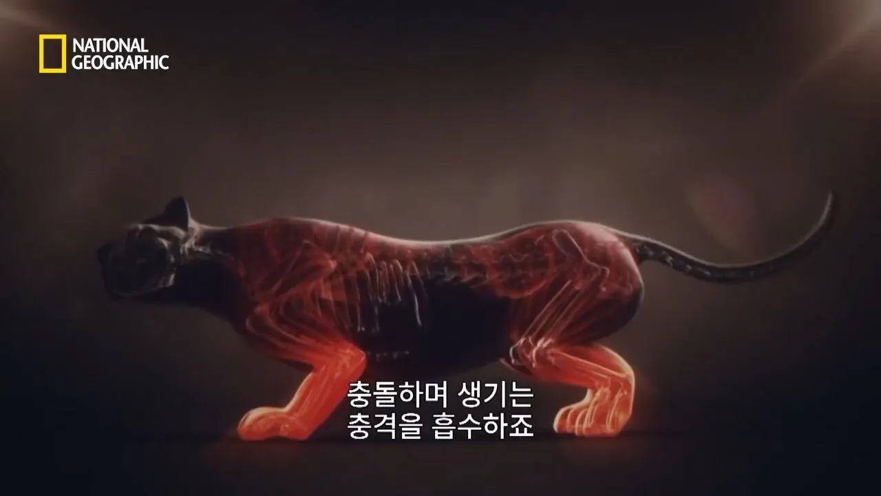 Internet_20260802_153513_30.jpeg 사냥 중 120m 절벽 아래로 떨어진 눈표범