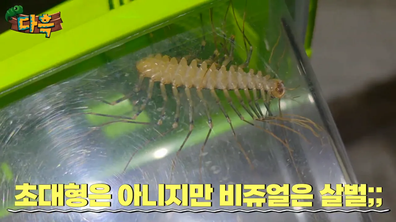0e88b61bdd0ba2ed66e8ba85183c21b7.png (약혐) 최근 부산에 자생한다는 거대돈벌레 ㄷㄷ