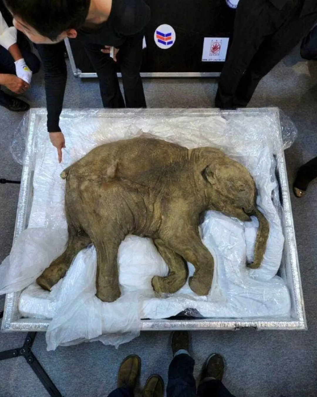 HUHnX49XsAATJ8J.jpg 시베리아의 영구동토층에서 온전한 상태로 발견된 1살 아기매머드