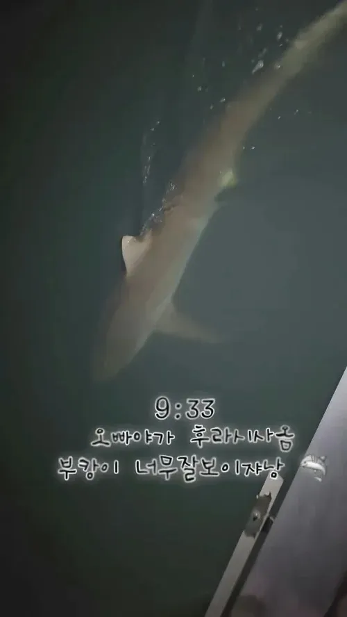 SSC_20261004101859_V.webp "밤에 부캉이 좀 괴롭히지 마세요" 손전등에 대형랜턴까지 비춰 논란