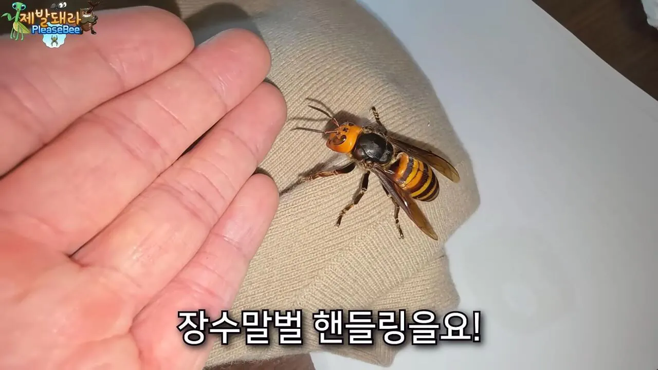 r16.jpg 장수말벌 여왕벌 크기