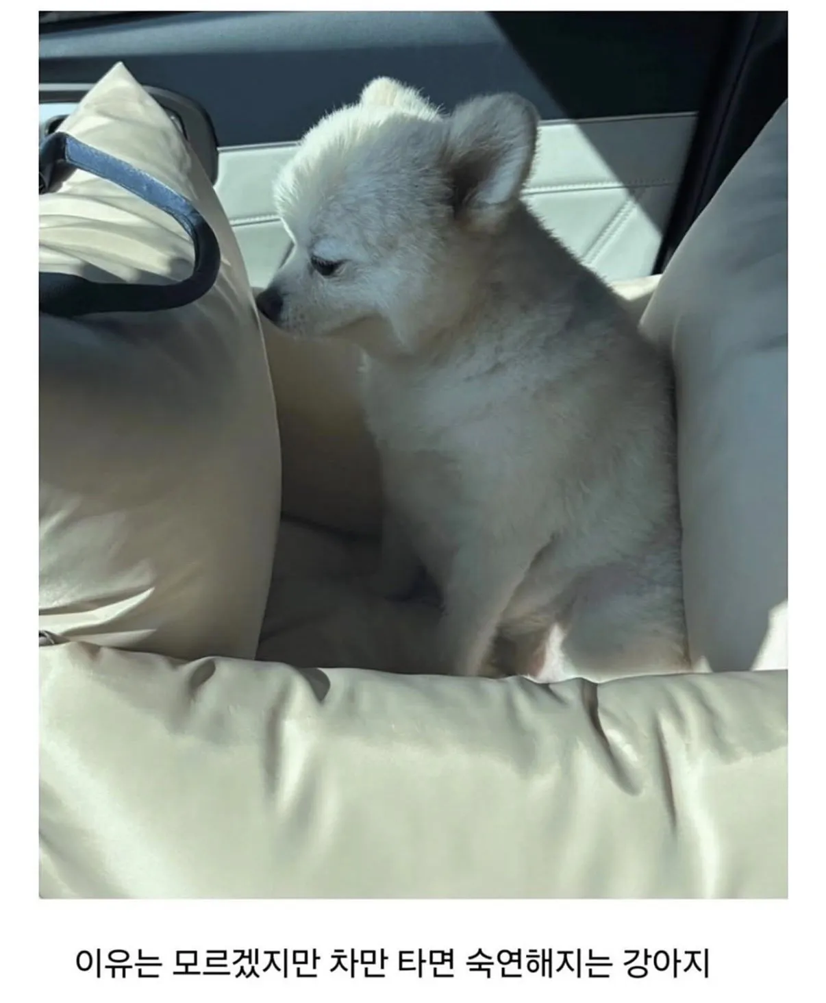 IMG_3163.jpeg 피치못할 사정으로 강쥐 데리고 출근했는데...jpg