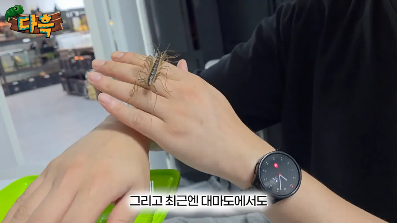 699227888841556323f9ae9648713b01.png (약혐) 최근 부산에 자생한다는 거대돈벌레 ㄷㄷ