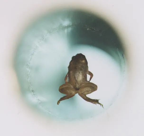 Frog_diamagnetic_levitation.jpg 웃다 보면 납득되는 상, 이그노벨상(Ig Nobel Prize)