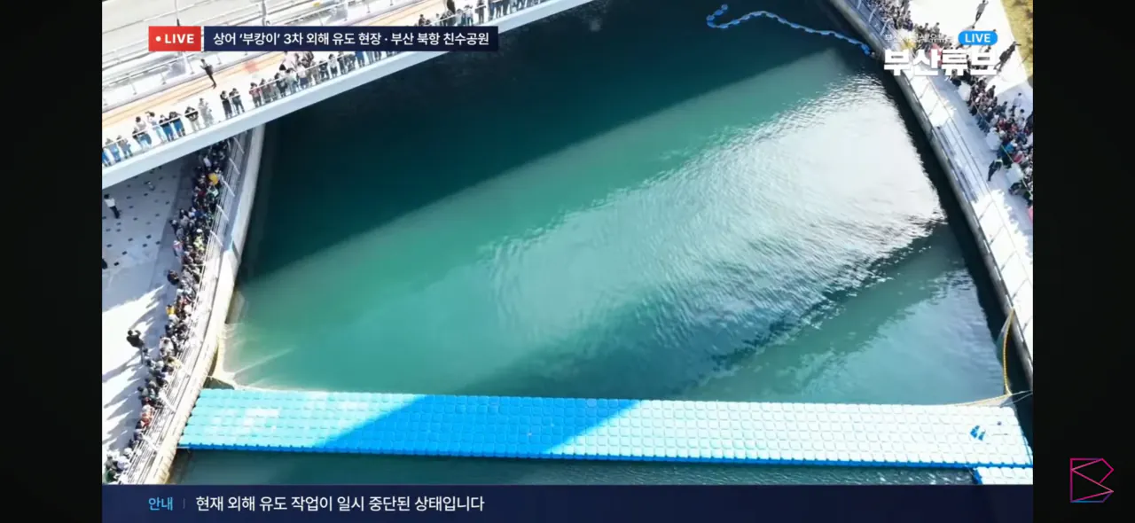 IMG_4803.png 부산 상어 부캉이 실시간 근황 ㄷㄷㄷㄷ