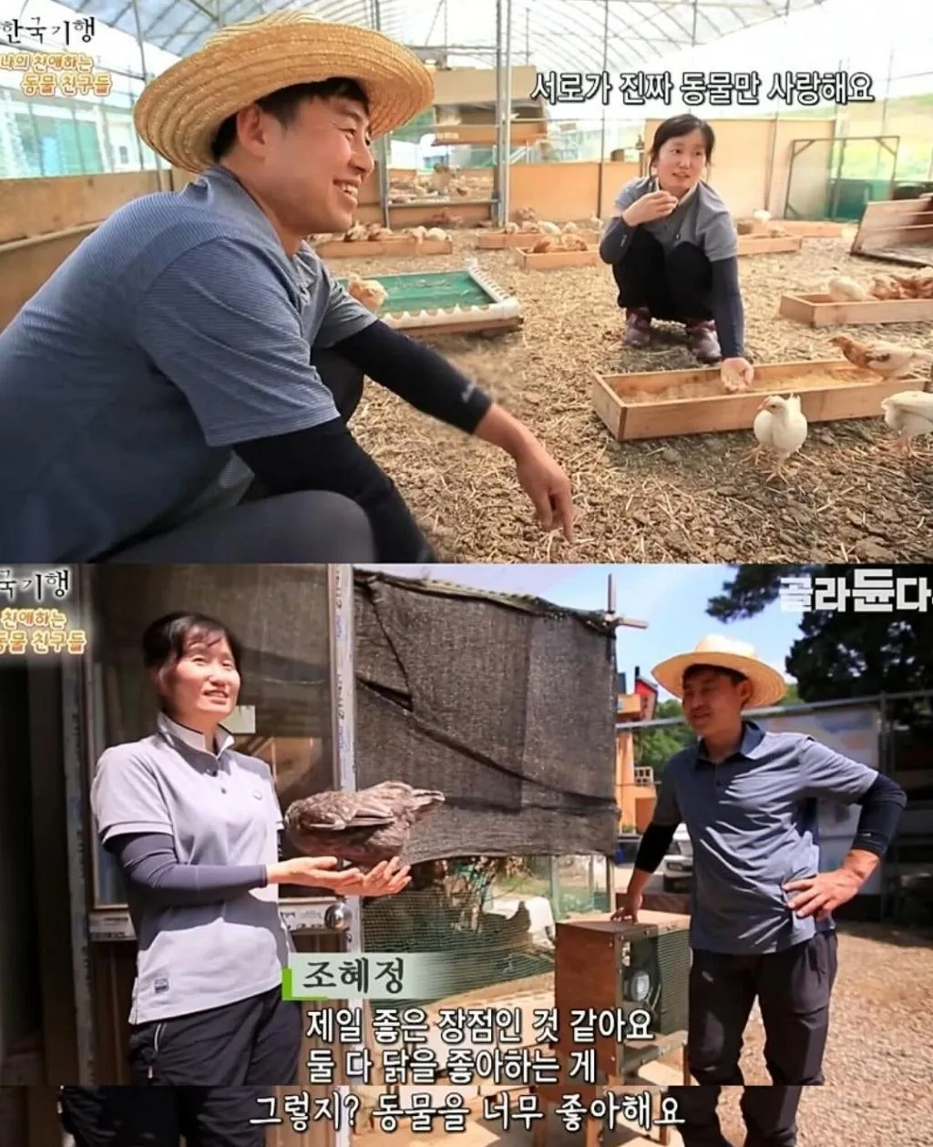 백숙집 차리려고 닭 키우기 시작한 부부의 최후