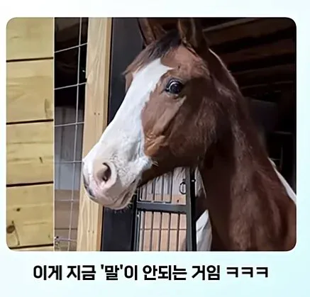 cb41e139c1610fc5d7dc913e01696747.webp 얼룩말 처음 본 말 반응