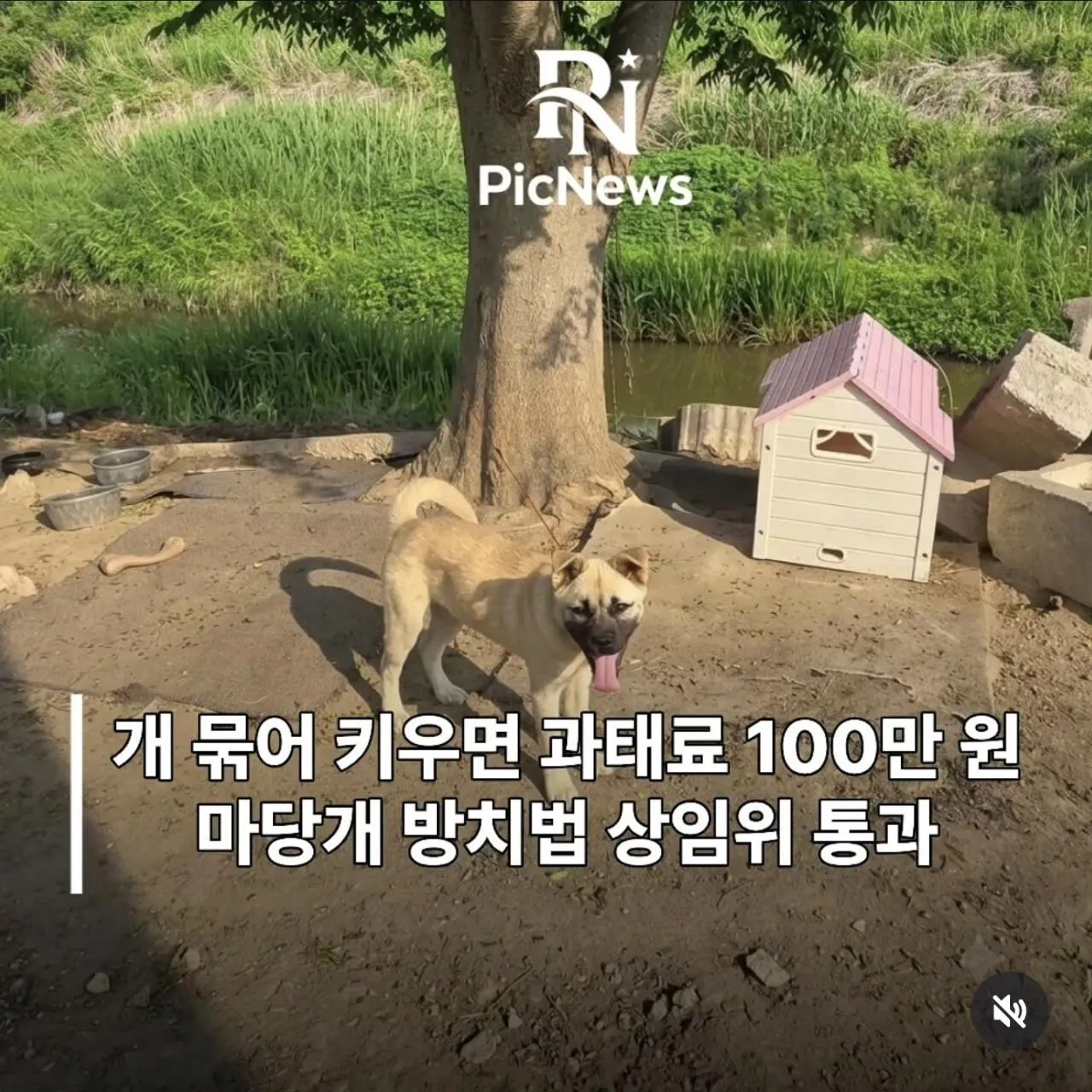 1000057266.jpg '개 2m 미만 줄에 묶어키우면 과태료 100만원' 마당개 방지법 상임위 통과.jpg