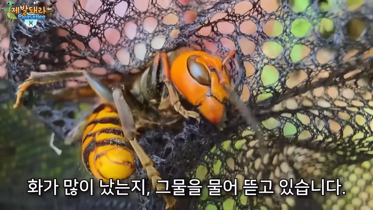 r4.jpg 장수말벌 여왕벌 크기
