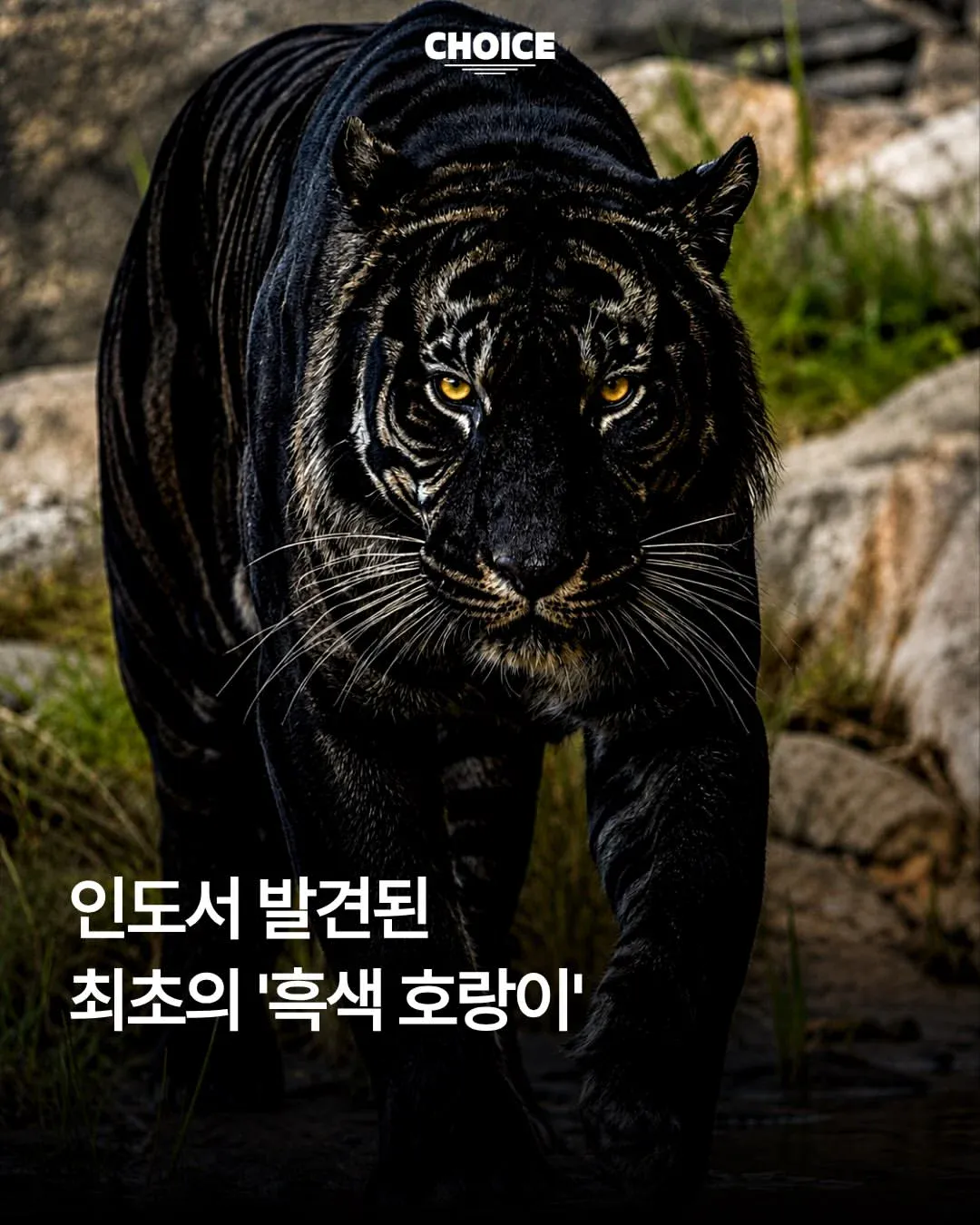 7b0bb34cce6f24f43280f939e9efdeaa.webp 인도에서 세계 최초로 발견된 호랑이