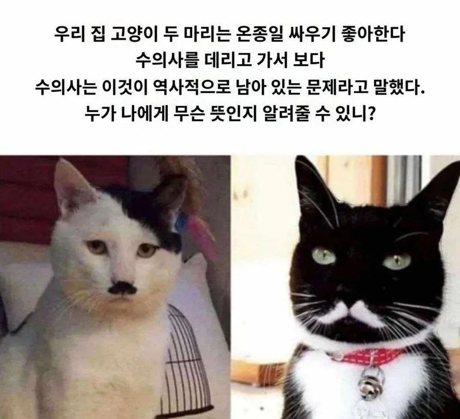 1.jpg 고양이 2마리가 하루종일 싸우는 이유