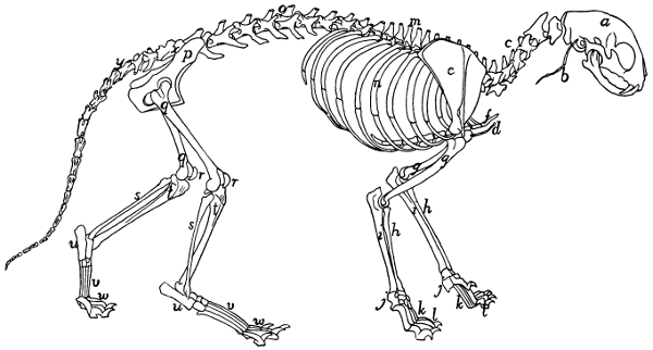 illo002.png 고양이 삶아서 버렸다는 글 팩트체크확인.fact