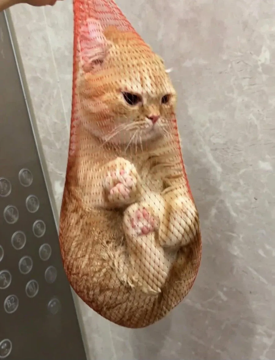 1a149c1c18953b891.webp 집 나갔다가 잡혀온 고양이.