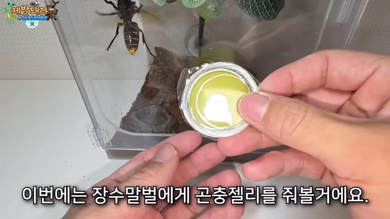 r7.jpg 장수말벌 여왕벌 크기