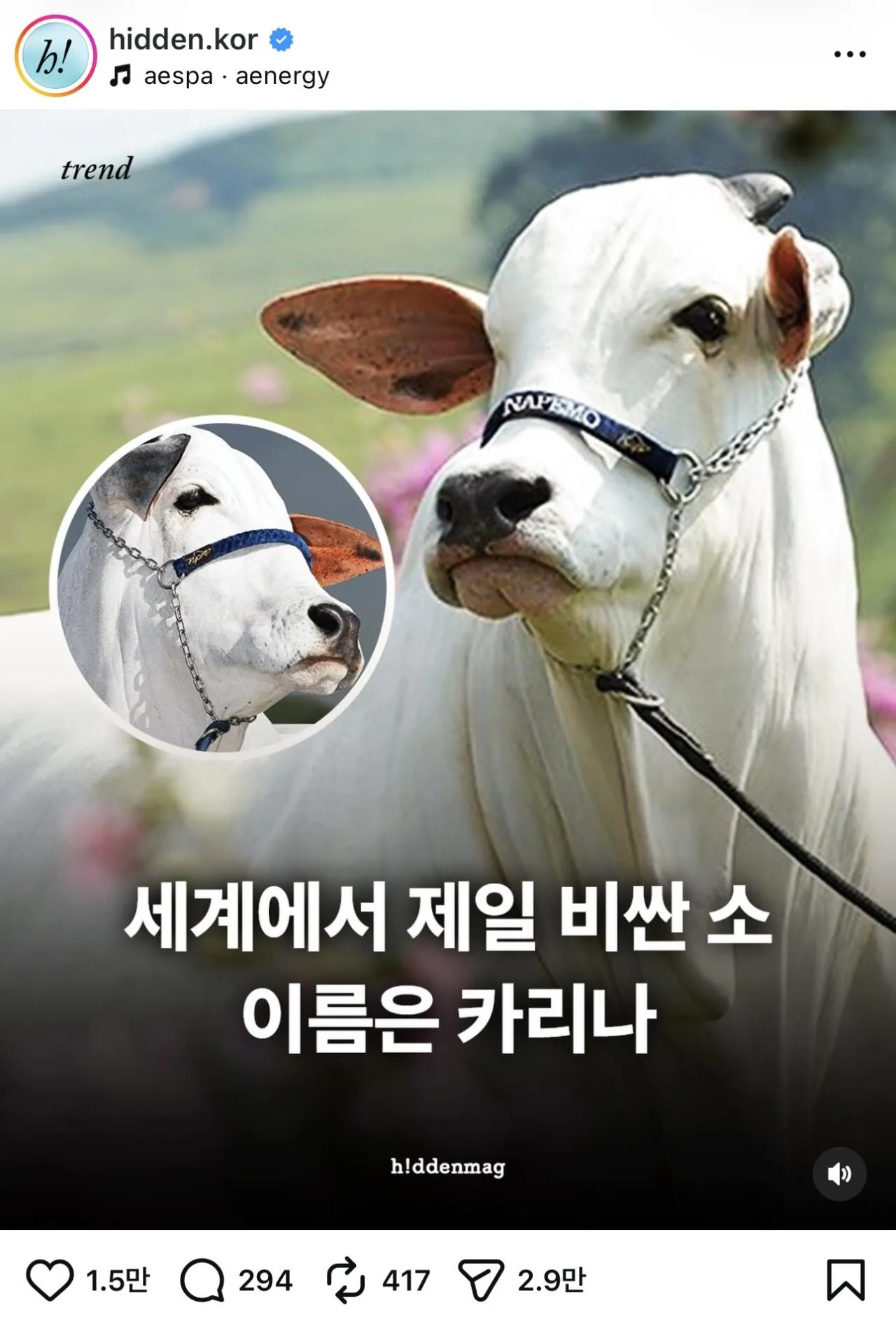 IMG_6292.jpeg 세계에서 가장 비싼 암소는 카리나 (feat. 윈터)