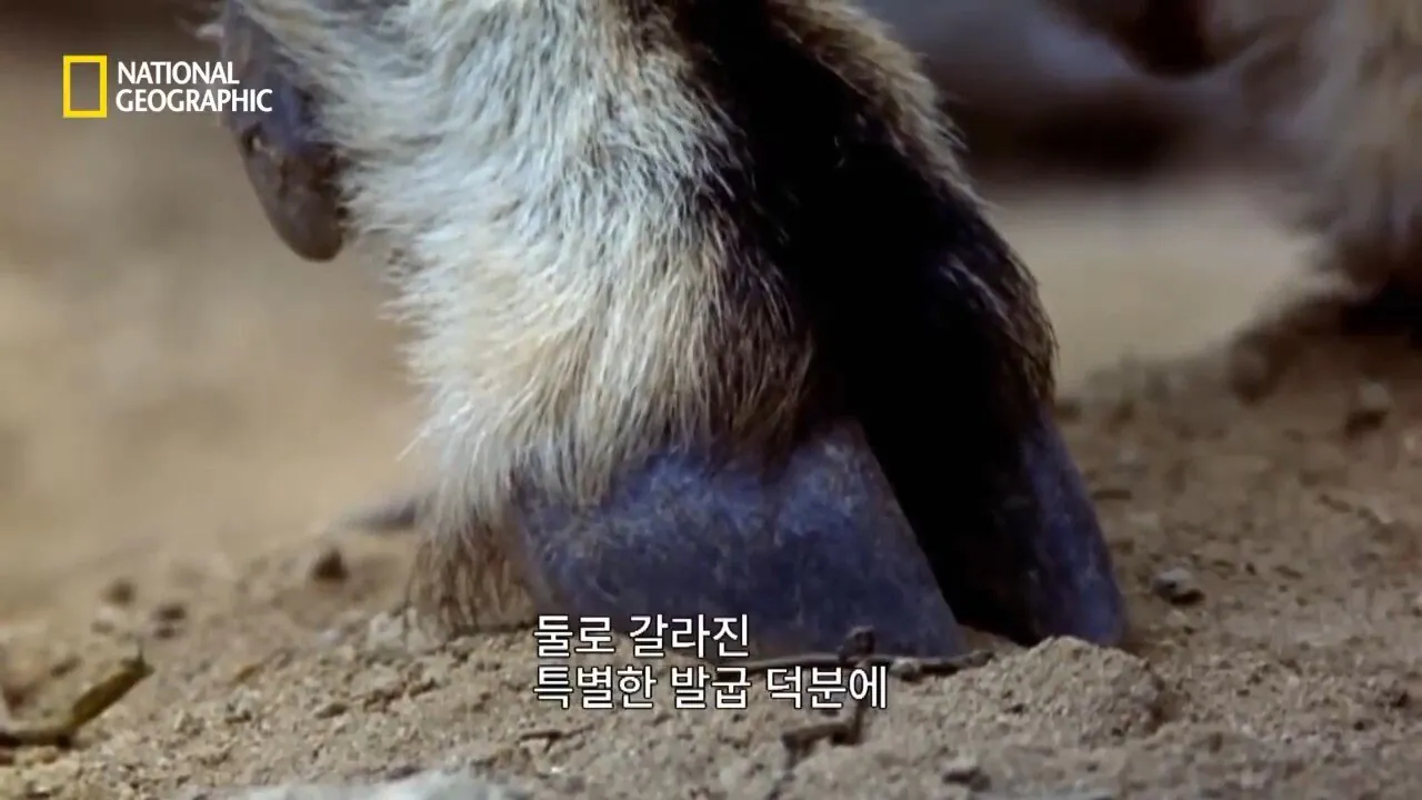 Internet_20260802_153513_11.jpeg 사냥 중 120m 절벽 아래로 떨어진 눈표범
