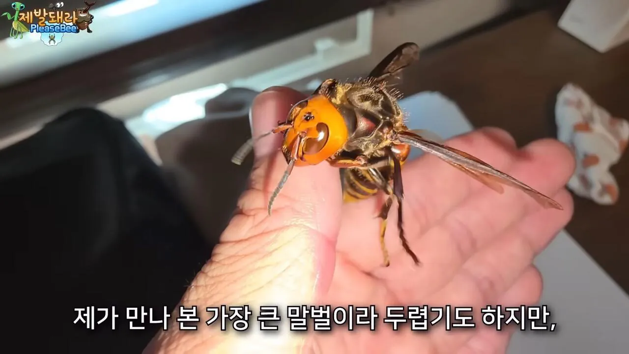 r18.jpg 장수말벌 여왕벌 크기