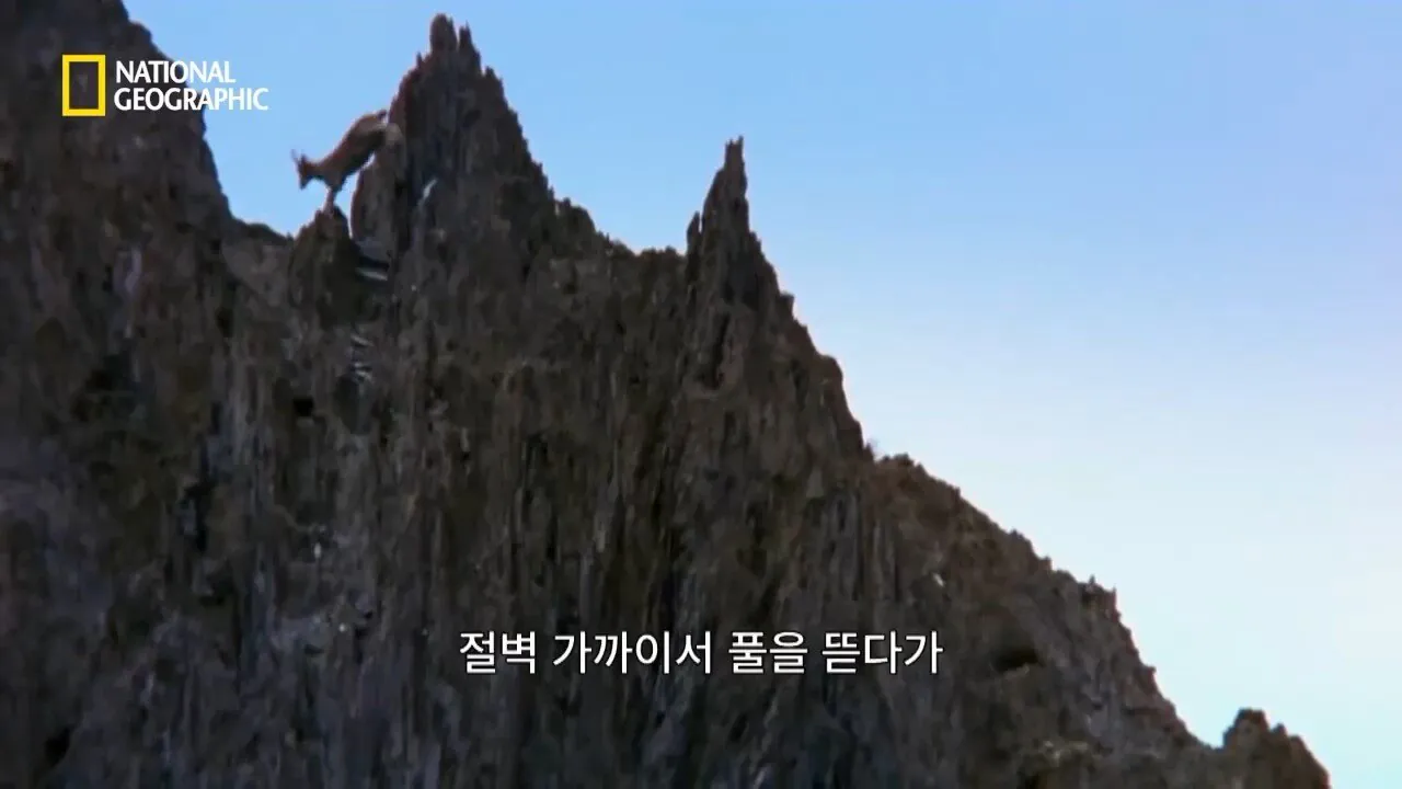 Internet_20260802_153513_13.jpeg 사냥 중 120m 절벽 아래로 떨어진 눈표범