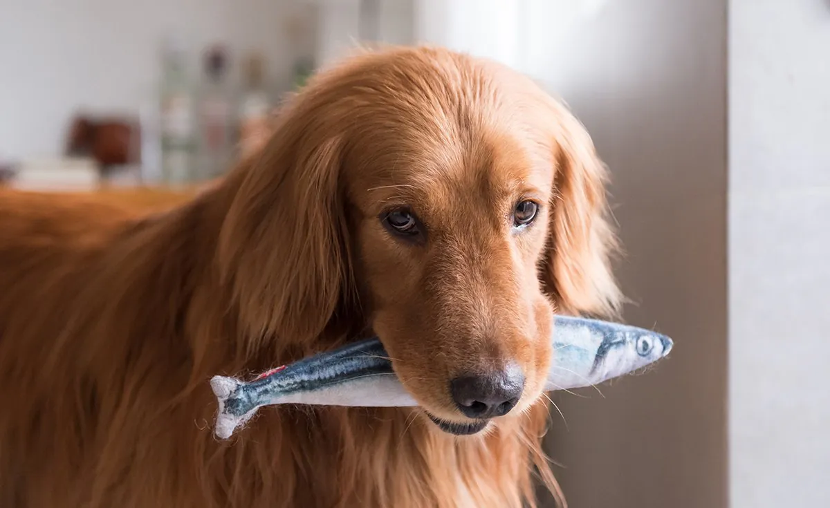 can-dogs-eat-fish_Hero-Image.jpg 한때 북미에서 제일 많았던 고기