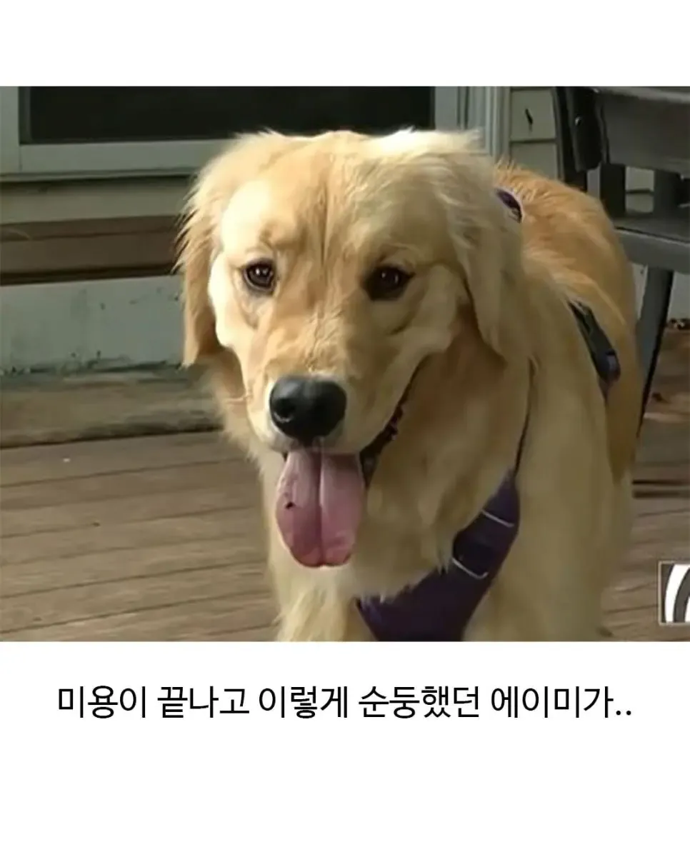image.png 미용실 다녀온 후 표독해진 골댕이.jpg
