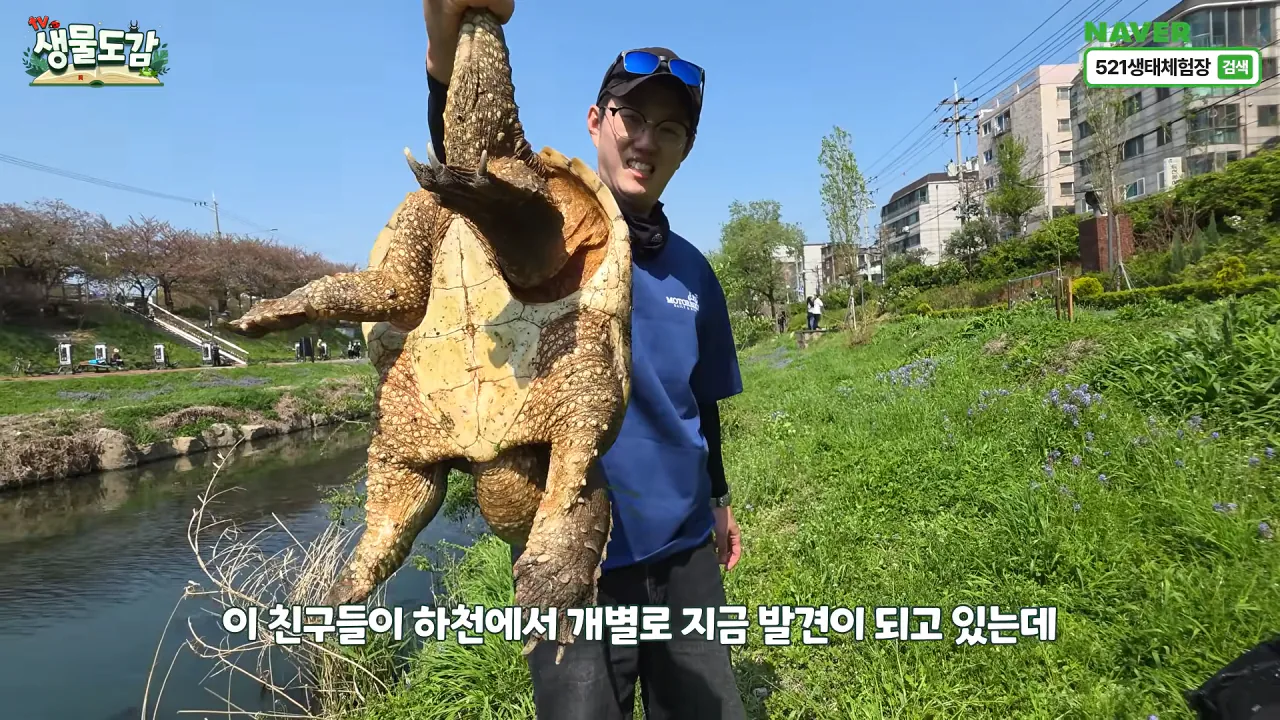 10303624266_486616_cd85f6f1d8afda55bb59c4a3faef1084.png.webp 얼마 전 서울에서 잡힌 역대급 늑대거북 ㄷㄷ