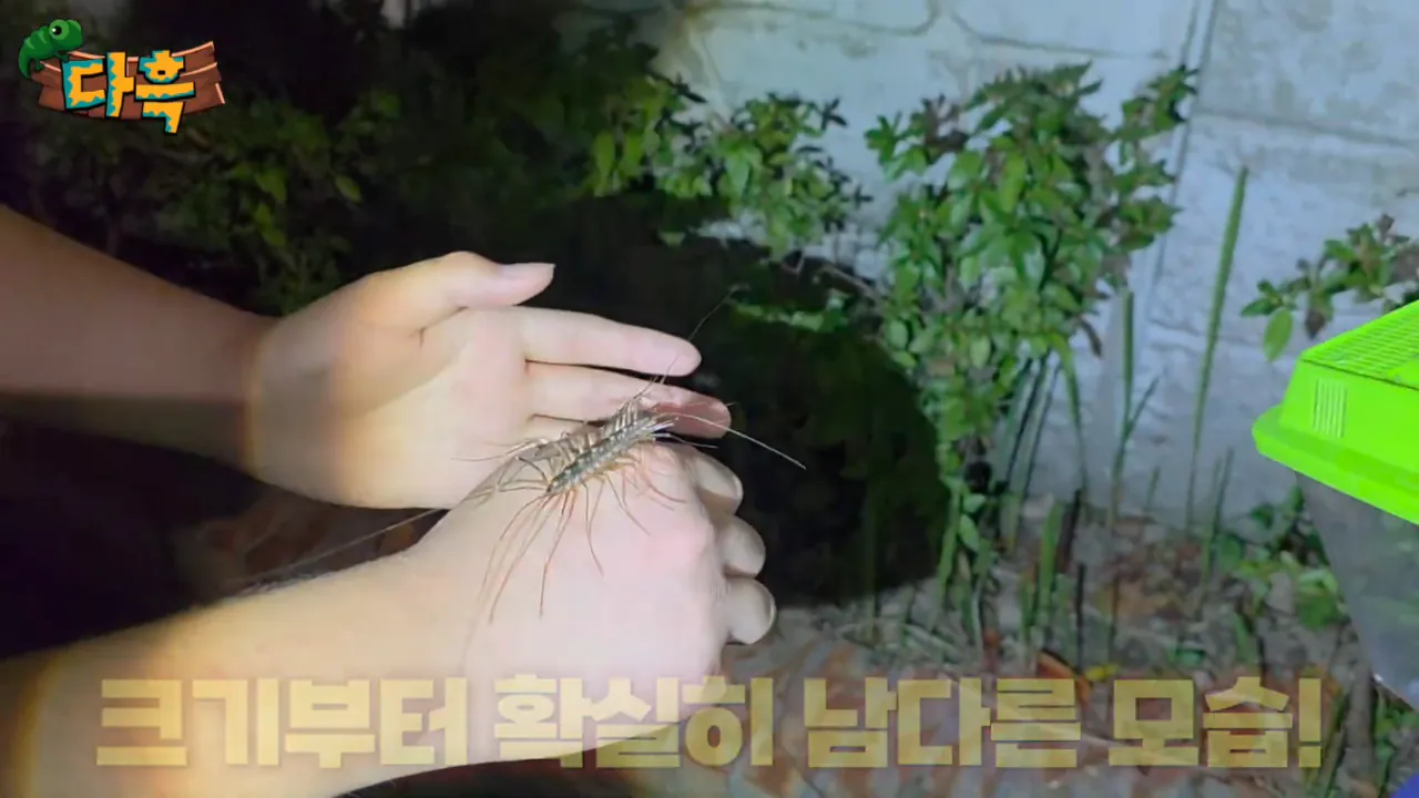 4899b6be7484f96761b166113d91ade5.png (약혐) 최근 부산에 자생한다는 거대돈벌레 ㄷㄷ