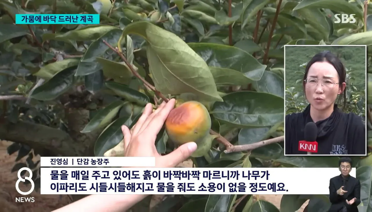 심각한 남부지방 가뭄