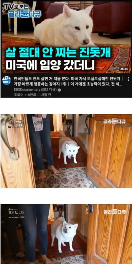 image.png 살이 절대 안 찐다는 한국의 진돗개 ㄷㄷ