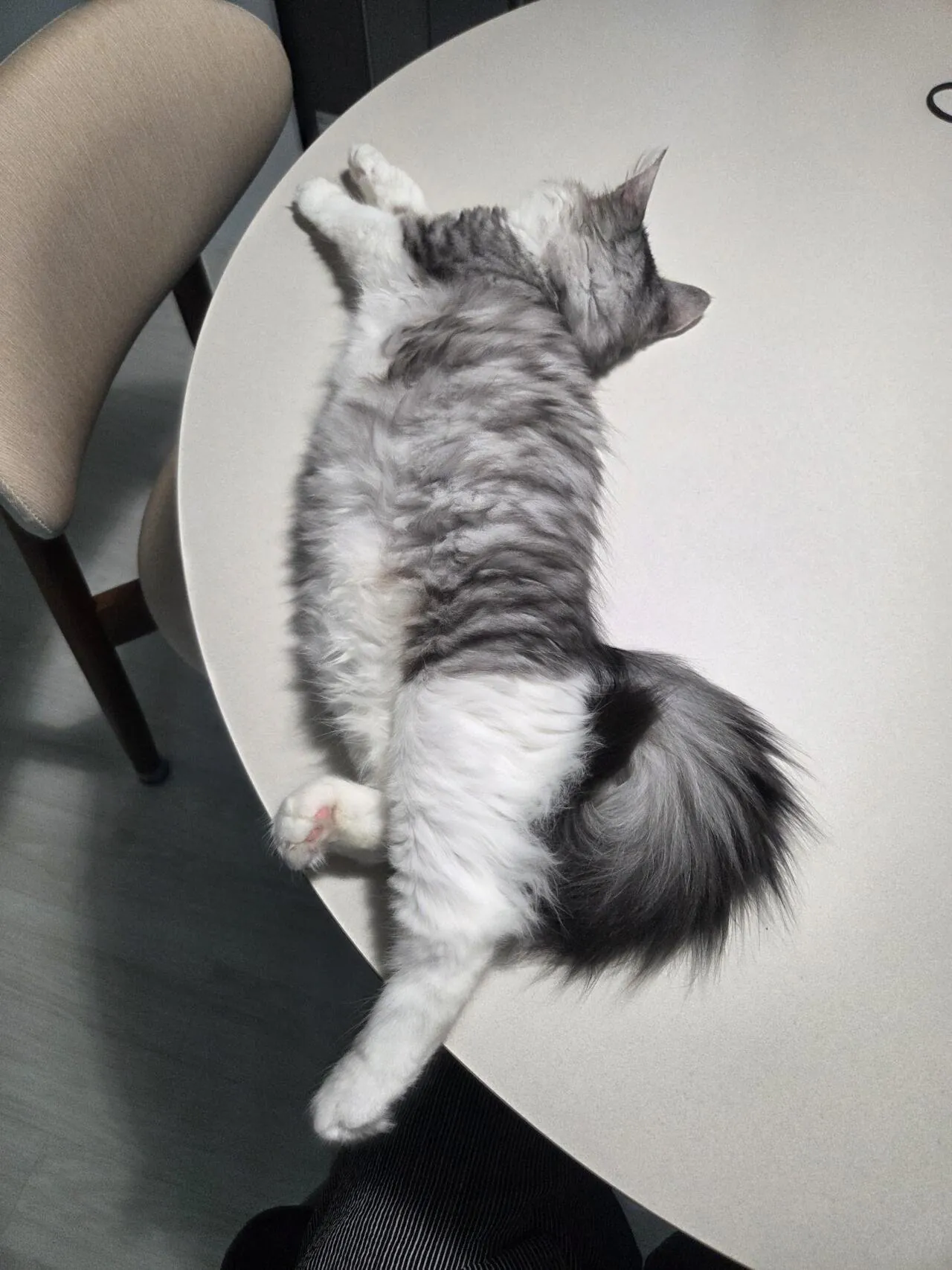 20260822_145744.jpg 창문 열어달라는 노르웨이 숲