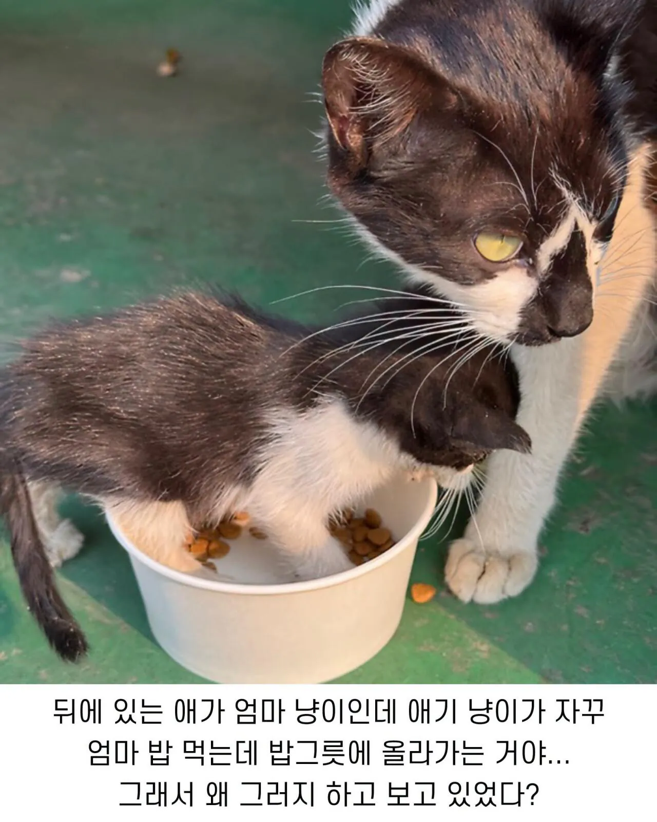 공장 고양이 새끼 낳았는데 이거 봐...