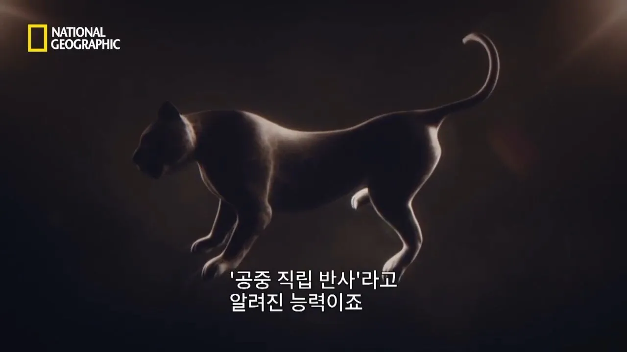 Internet_20260802_153513_26.jpeg 사냥 중 120m 절벽 아래로 떨어진 눈표범