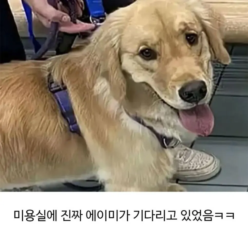 image.png 미용실 다녀온 후 표독해진 골댕이.jpg