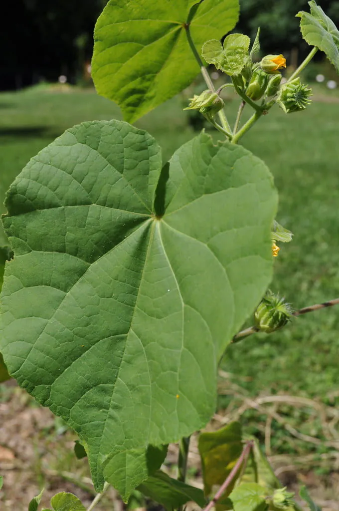 Weed-Velvetleaf-1.jpg '์ผ์์ ํด์ง'๋ก ๋ถ๋ฆฌ๋ ์ก์ด