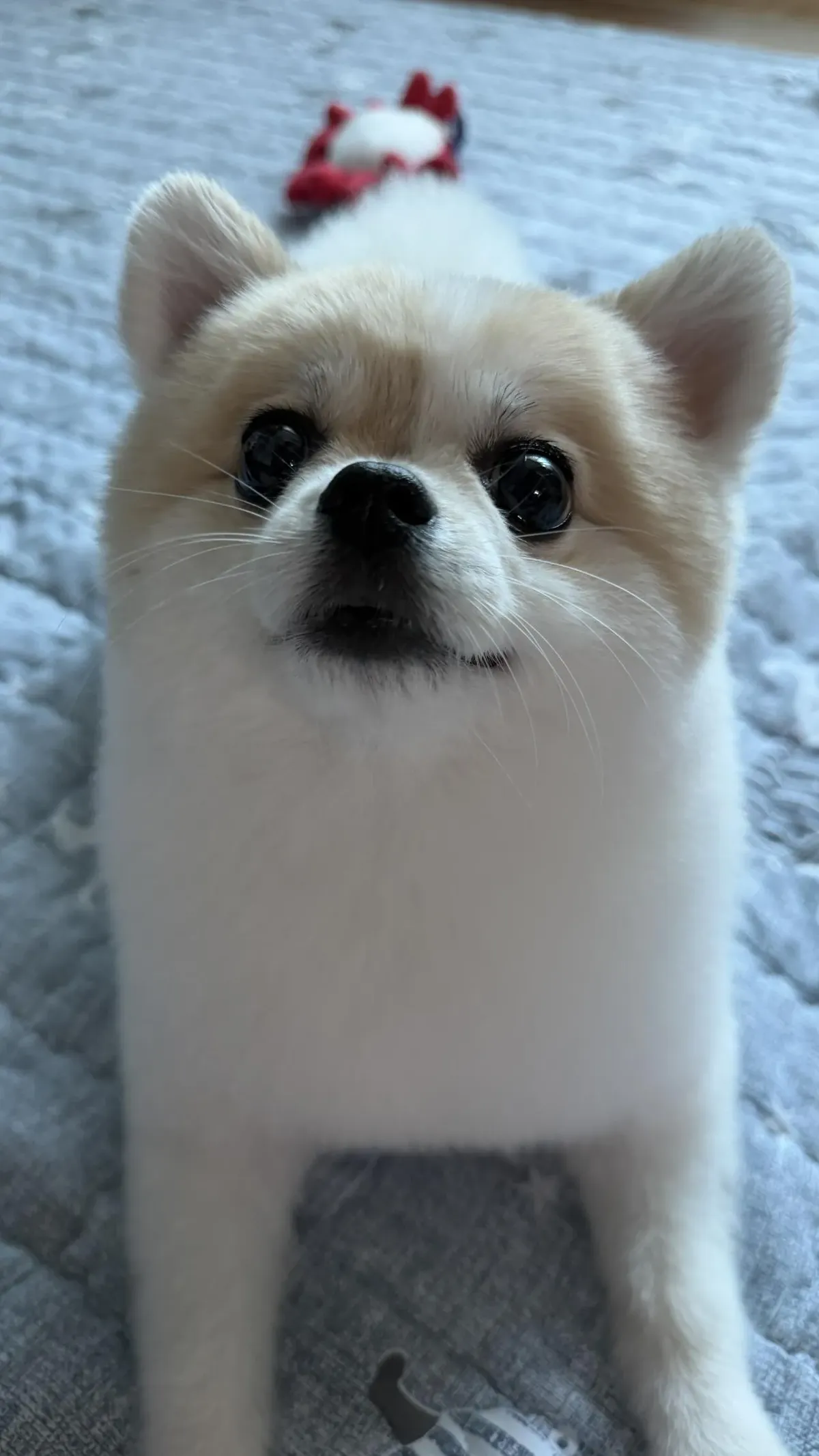 울집 개미용하고옴