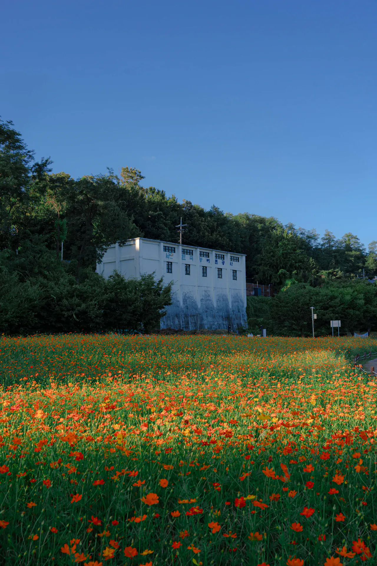 1000002467.png 남양주 한강공원 코스모스 꽃밭