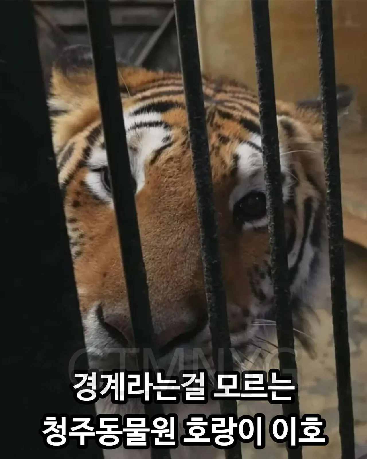 image.png 사람 좋아하던 청주동물원 호랑이 이호.jpg