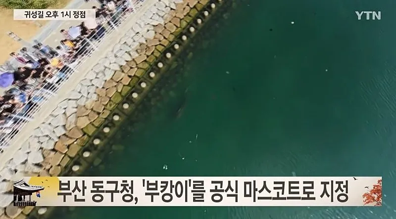 1000014163.jpg 부산 부캉이 근황 ㅎㄷㄷㄷㄷㄷㄷ.mp4