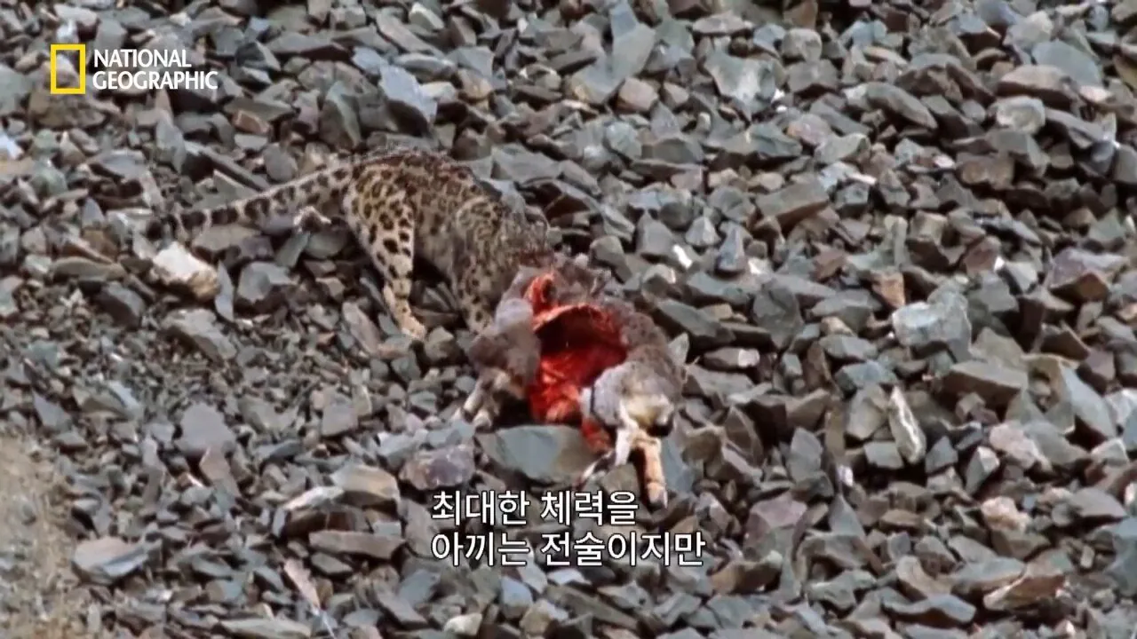 Internet_20260802_153513_5.jpeg 사냥 중 120m 절벽 아래로 떨어진 눈표범