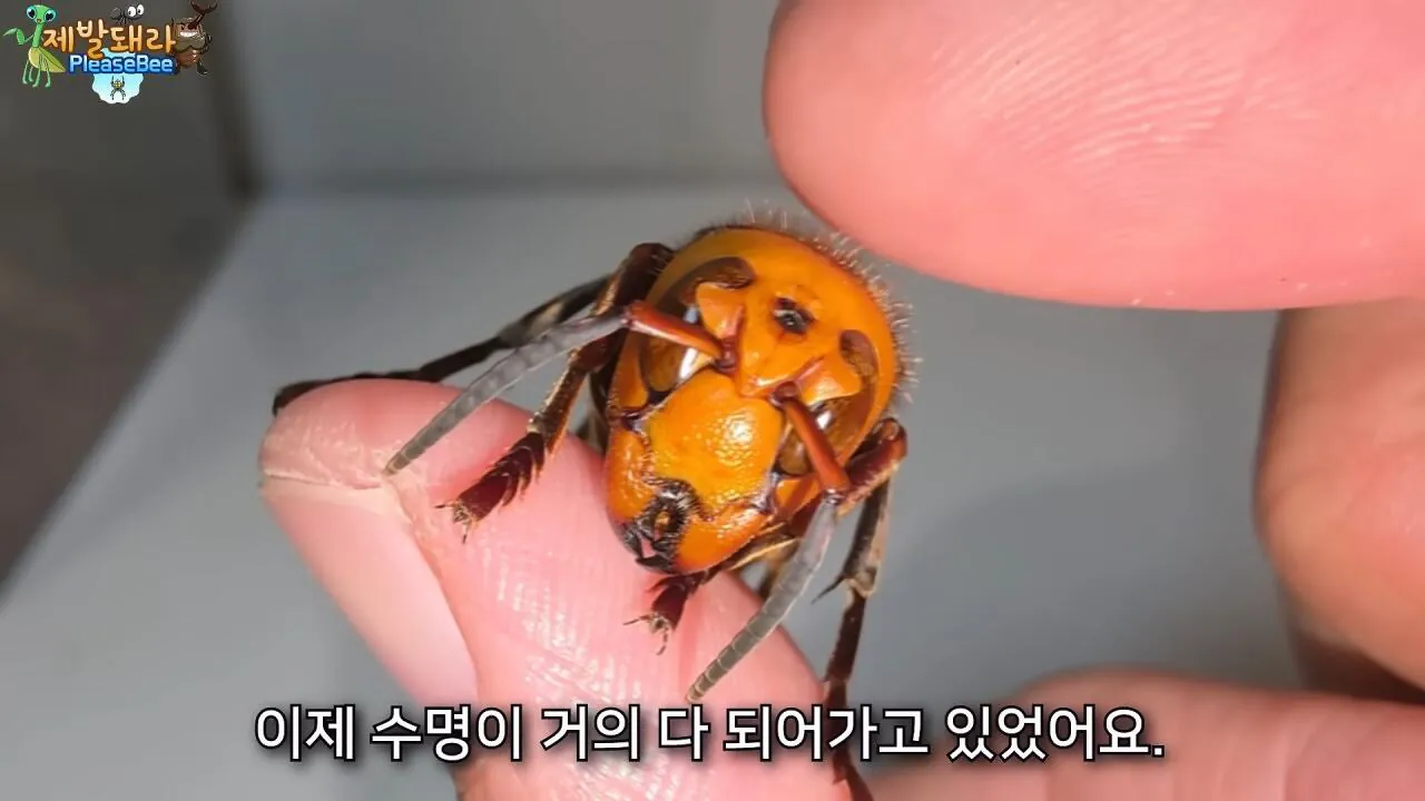 r33.jpg 장수말벌 여왕벌 크기