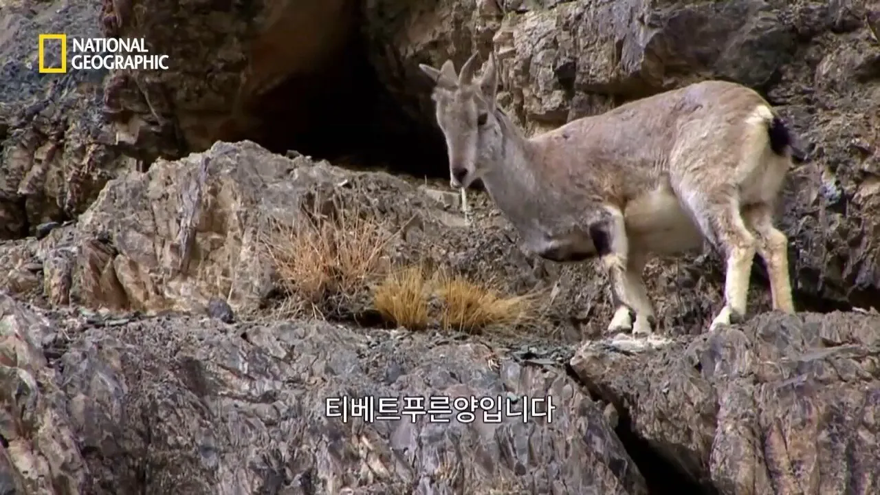 Internet_20260802_153513_8.jpeg 사냥 중 120m 절벽 아래로 떨어진 눈표범