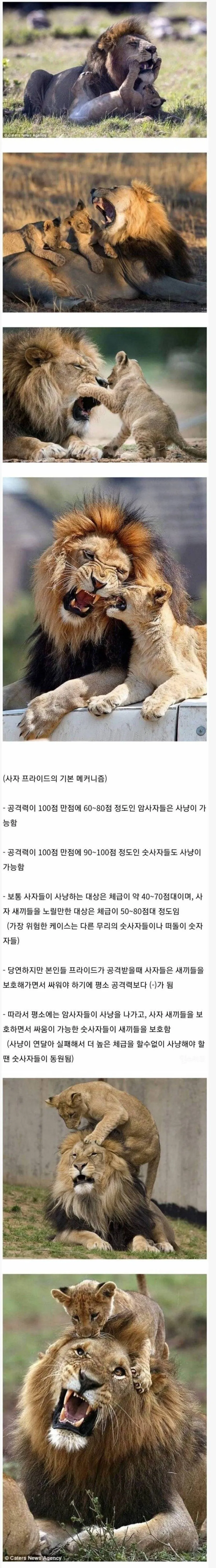 Mufasa.jpeg 숫사자들이 사냥을 나가지 않는 이유