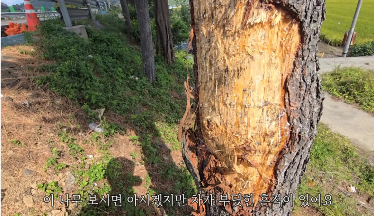 인디아나 웁스 (60).bmp.ren.jpg 스압 ) 금속탐지기로 고인의 유품을찾아준 유튜버