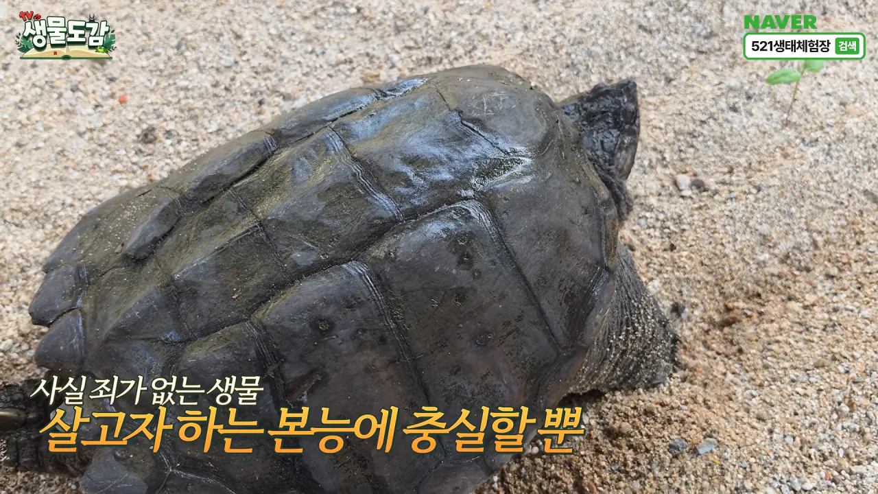10303624266_486616_5f38af72d3eaba9591e9f7fcae61ba4b.png.webp 얼마 전 서울에서 잡힌 역대급 늑대거북 ㄷㄷ