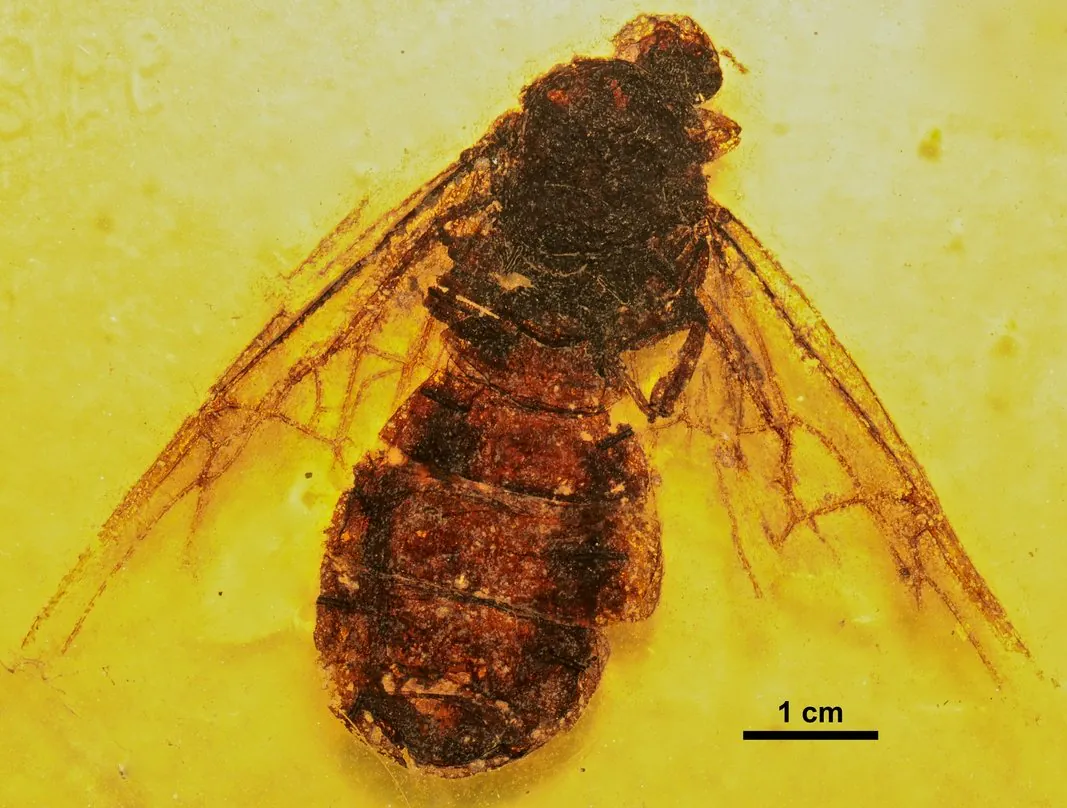 Titanomyrma_gigantea_SMFMEI00998.jpg 4천7백만년 전에 멸종했다는 초대형 개미
