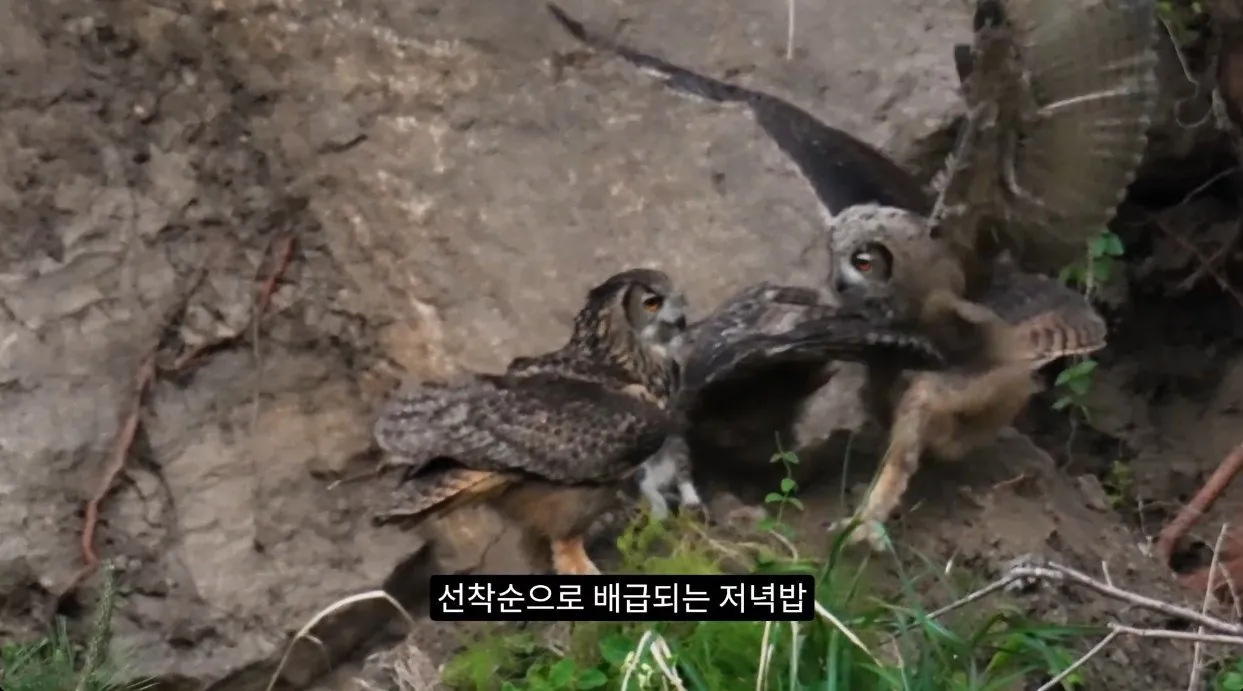 8742374326_486616_99b983892094b5c6d2fc3736e15da7d1_1.jpg 최근 수리부엉이가 먹이로 잡고 있다는 동물