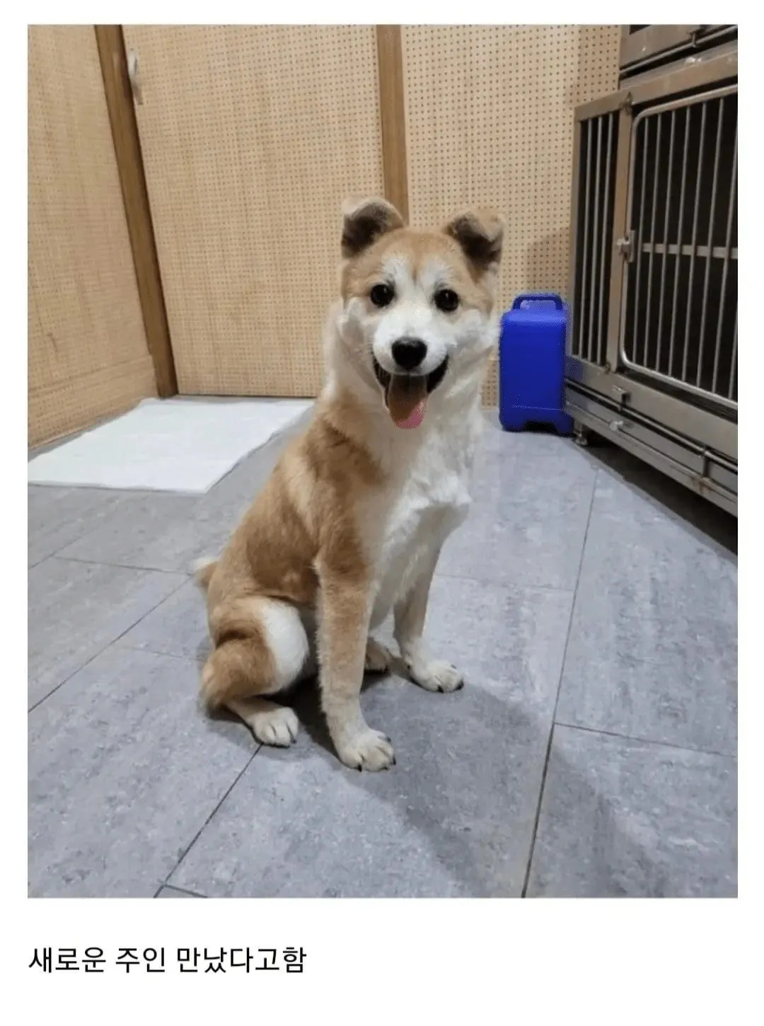 1624242.jpg 비 맞고 있던 유기견 입양