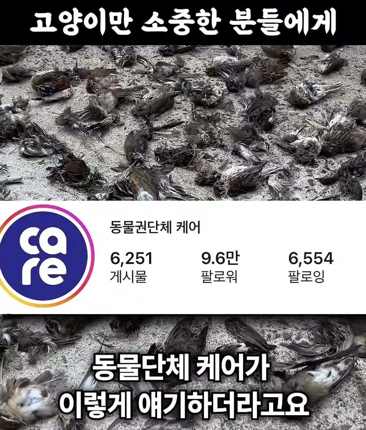 2.jpg “고양이만 소중한 그분들에게” feat. 반전