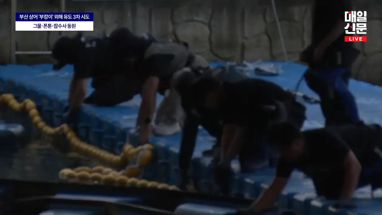 [LIVE] _더 추워지기 전에 바다로_…'부캉이' 3차 유도 작전, 그물·폰툰·잠수사 투입 7-45-4 screenshot.png 속보)부캉이 퇴치성공
