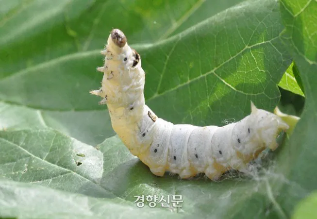 1000457645.jpg 인간이 조져버린 거의 유일한 곤충