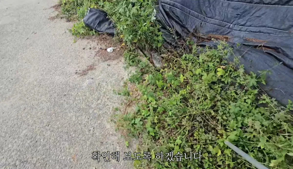 인디아나 웁스 (27).bmp.ren.jpg 스압 ) 금속탐지기로 고인의 유품을찾아준 유튜버